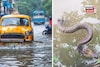 বাড়ির চারপাশে বৃষ্টির জমা জল, ঘরে সাপ ঢুকলে কী করবেন? রইল সহজ ও জরুরি টিপস