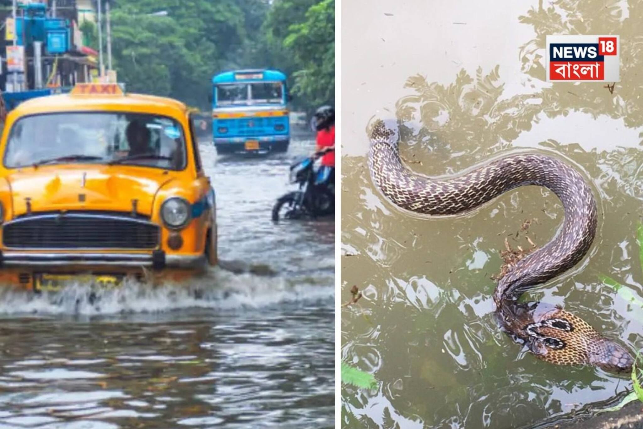 বাড়ির চারপাশে বৃষ্টির জমা জল, ঘরে সাপ ঢুকলে কী করবেন? রইল সহজ ও জরুরি টিপস
