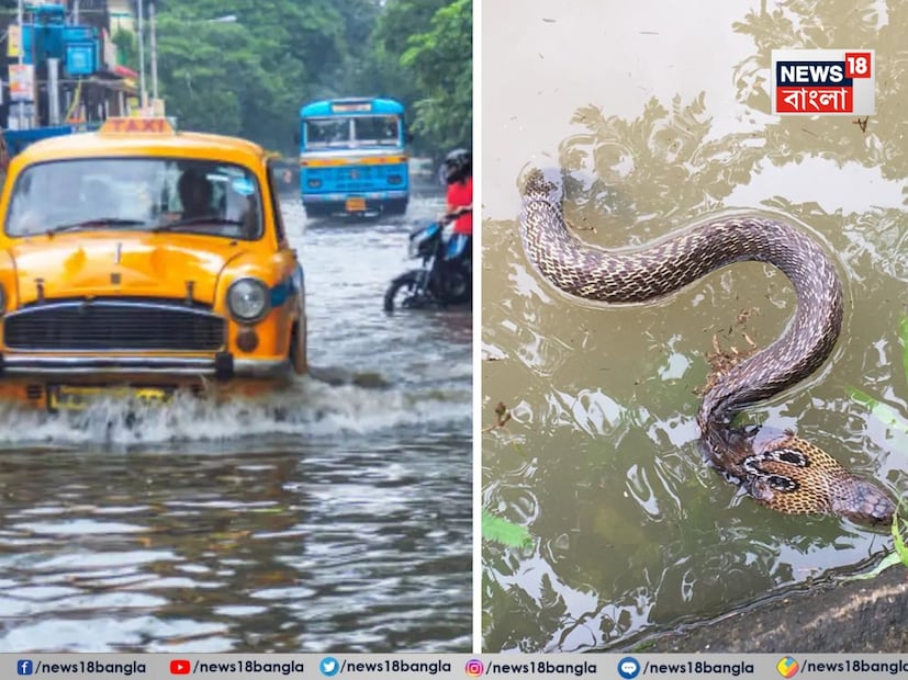 টানা ভারী বৃষ্টিতে চারপাশে জল জমে রয়েছে। এমন ভয়াবহ বৃষ্টি কলকাতা-সহ দক্ষিণবঙ্গের মানুষ বহুদিন বাদে দেখল বলা যায়। এমন পরিস্থিতিতে মশা-পোকামাকড়ের পাশাপাশি উপদ্রব বাড়ে সাপের। 