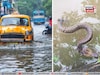 বাড়ির চারপাশে বৃষ্টির জমা জল, ঘরে সাপ ঢুকলে কী করবেন? রইল সহজ ও জরুরি টিপস