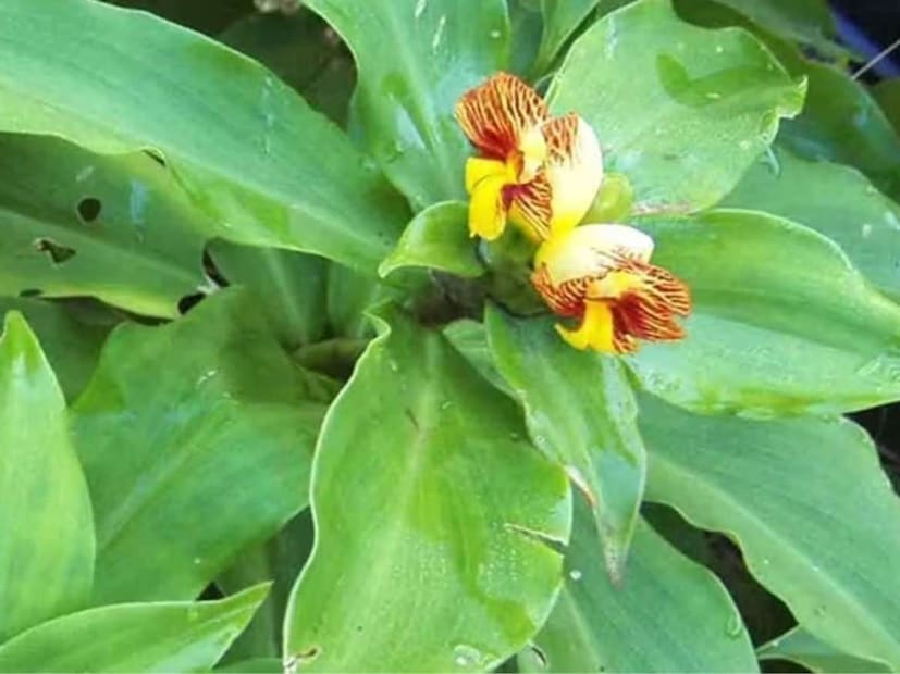 এই কারণেই মানুষ তাদের বাড়িতে এবং বাগানে এটি লাগানোর প্রতি ক্রমশ আকৃষ্ট হচ্ছে। স্বাস্থ্য বিশেষজ্ঞরা বলছেন যে নিয়মিত এর পাতা ব্যবহার করলে ডায়াবেটিস-সহ অনেক রোগ নিয়ন্ত্রণে সাহায্য করা যায়।