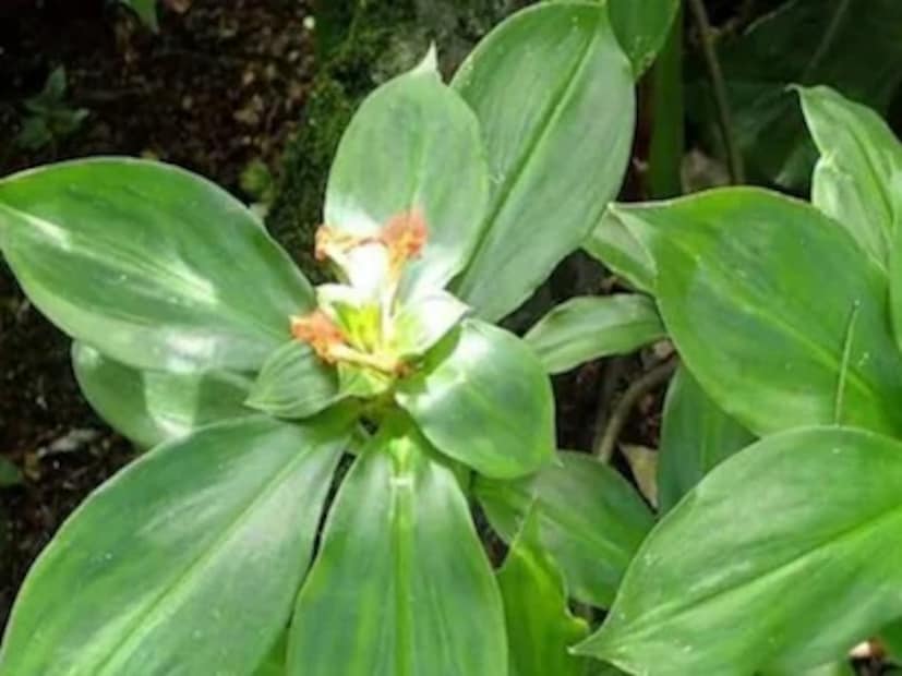 তাছাড়া, এতে অ্যান্টিঅক্সিডেন্ট, প্রদাহ-বিরোধী, জীবাণু-প্রতিরোধী, মূত্রবর্ধক এবং ক্যানসার-বিরোধী বৈশিষ্ট্য রয়েছে, যা রোগ প্রতিরোধ ক্ষমতা বাড়াতে সাহায্য করে। বলছেন আয়ুর্বেদিক বিশেষজ্ঞ দীক্ষা ভাভসর৷