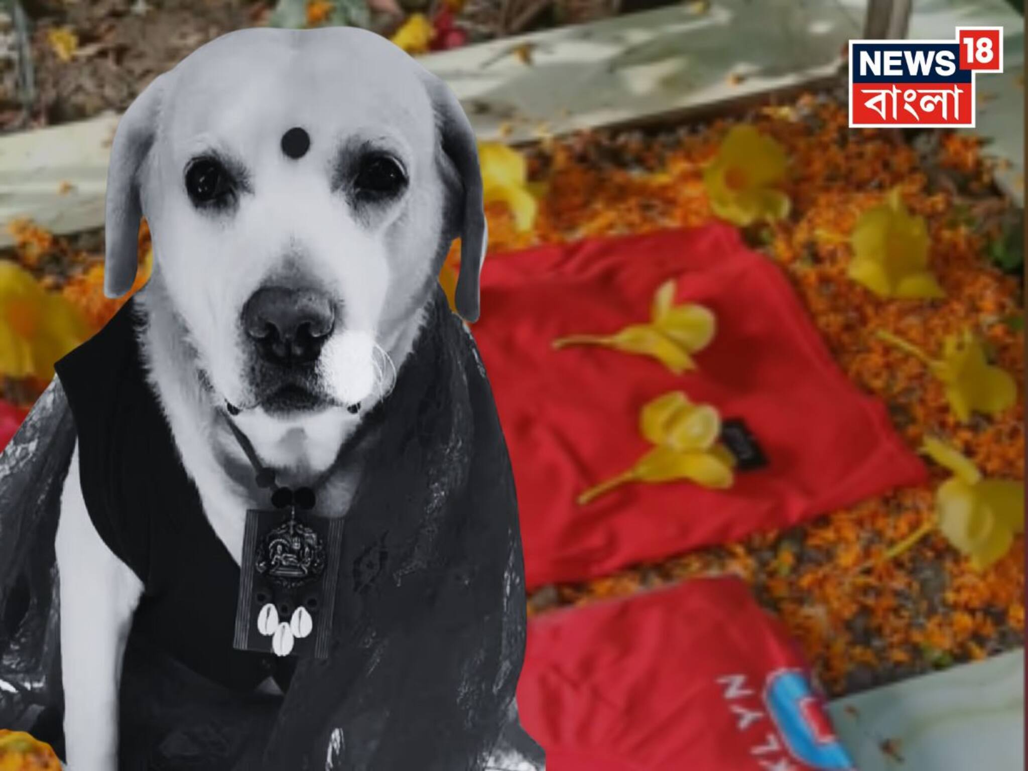 Sontu Famous Dog: বাংলাদেশের তারকা কুকুর সন্টুর মৃত্যুর পর প্রথম পুজো, সমাধিতে নতুন জামা-ফুল রেখে হাউ হাউ কান্না পরিবারের! ভিডিও পোস্ট হতেই ভাইরাল