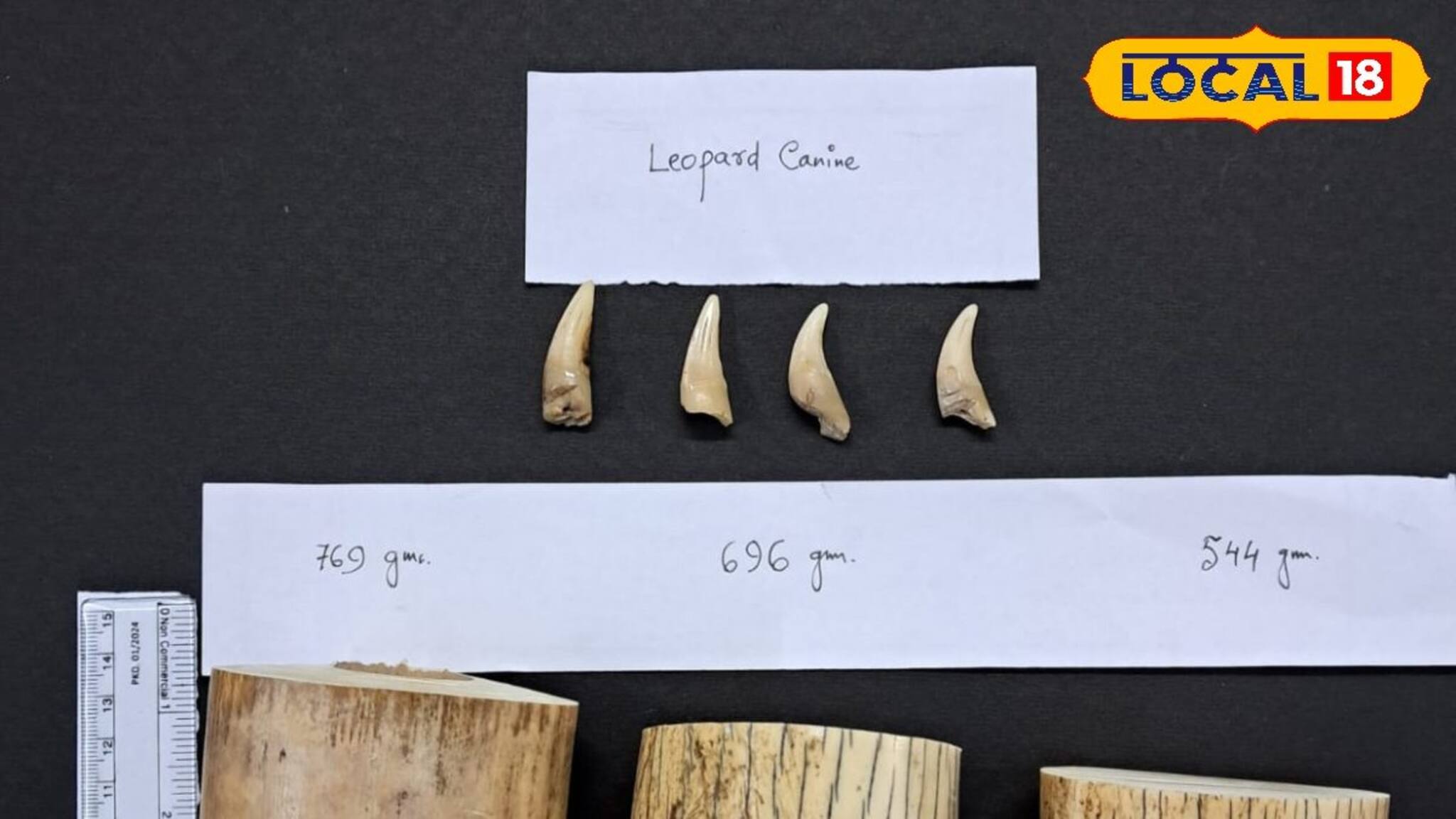 হাতির দাঁত, লেপার্ডের দেহাংশ! দম্পতির বাড়ি থেকে উদ্ধার বন্যপ্রাণীদের...