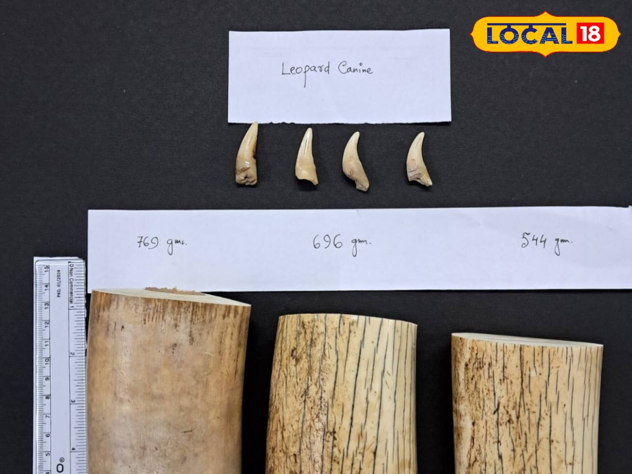 হাতির দাঁত, লেপার্ডের দেহাংশ! দম্পতির বাড়ি থেকে উদ্ধার বন্যপ্রাণীদের...