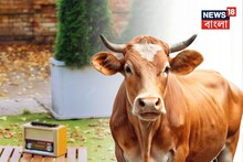 Music and Milk: হুড়মুড়িয়ে বাড়বে দুধের পরিমাণ, গান শোনালেই হচ্ছে কামাল, কী করলে আপনি দুধ বেচে আয় বাড়বেন ঝপাঝপ