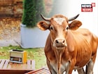 হুড়মুড়িয়ে বাড়বে দুধের পরিমাণ, গান শোনালেই হচ্ছে কামাল,কী করলে আপনি দুধ বেচে আয় বাড়বে