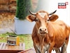 হুড়মুড়িয়ে বাড়বে দুধের পরিমাণ, গান শোনালেই হচ্ছে কামাল,কী করলে আপনি দুধ বেচে আয় বাড়বে