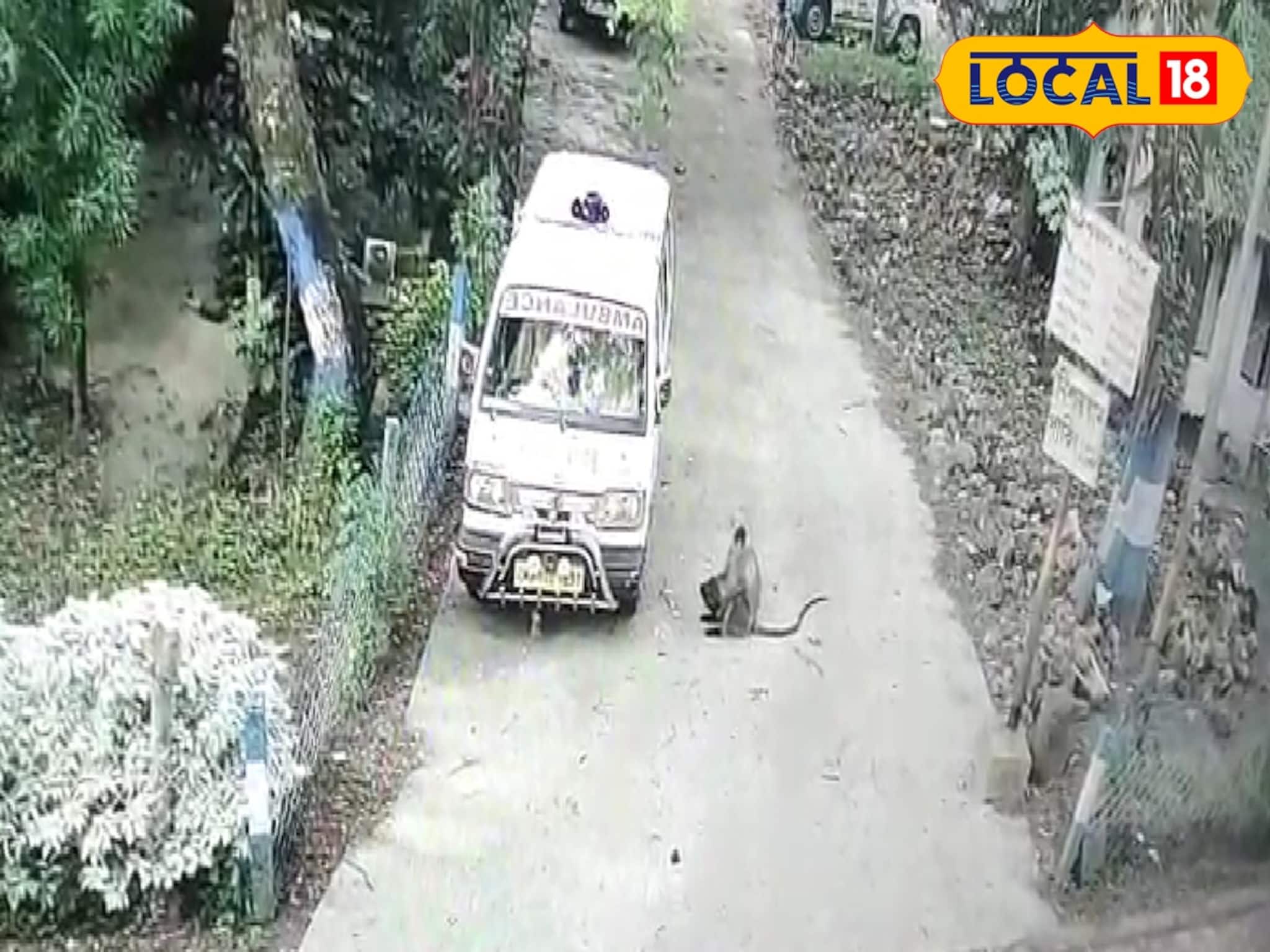 নিশ্চয়যানে লাগাতার হনুমানের তাণ্ডব! মহা সমস্যায় জরুরি পরিষেবার গাড়ি চালক-মালিকরা