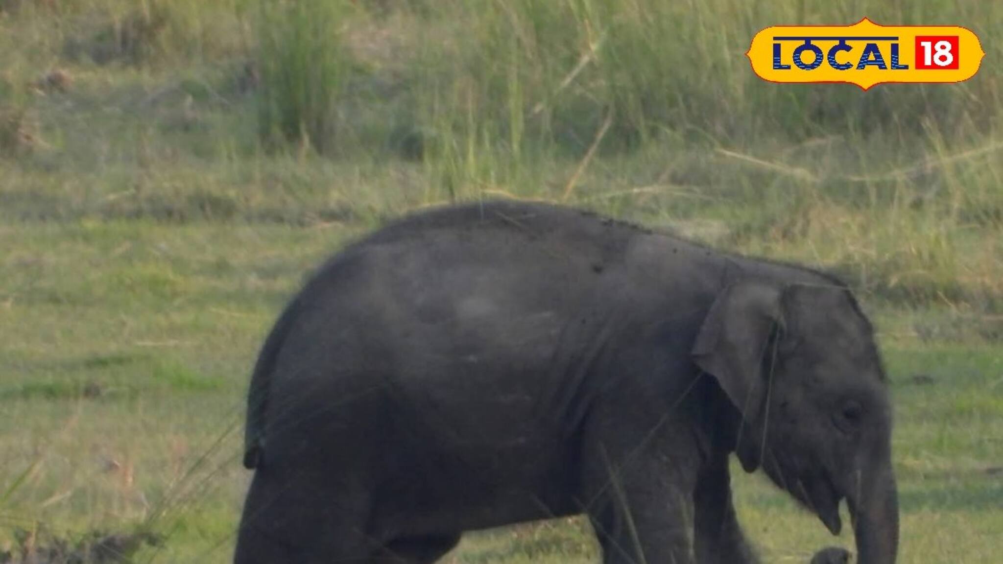 হস্তি শাবকের মৃ*ত্যু, কবরস্থ করার চেষ্টা খোদ হাতিদের? বন্যপ্রাণীর আচরণ অবাক করছে সকলকে