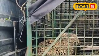 খাঁচাবন্দি চিতাবাঘ। খাঁচাবন্দি চিতাবাঘ।