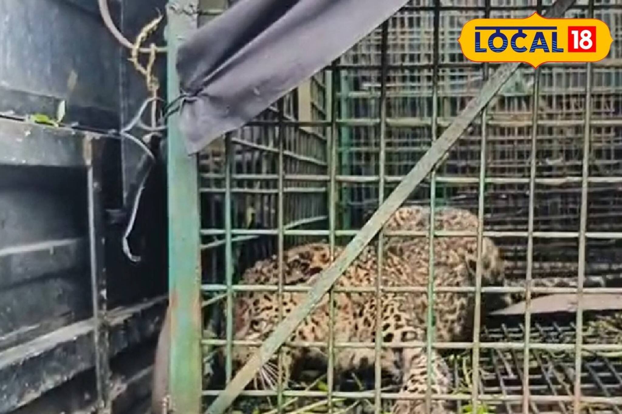 ভোররাতে কান পাতলেই কাঁপুনি! সামনে যেতেই ফাঁস হল রহস্য