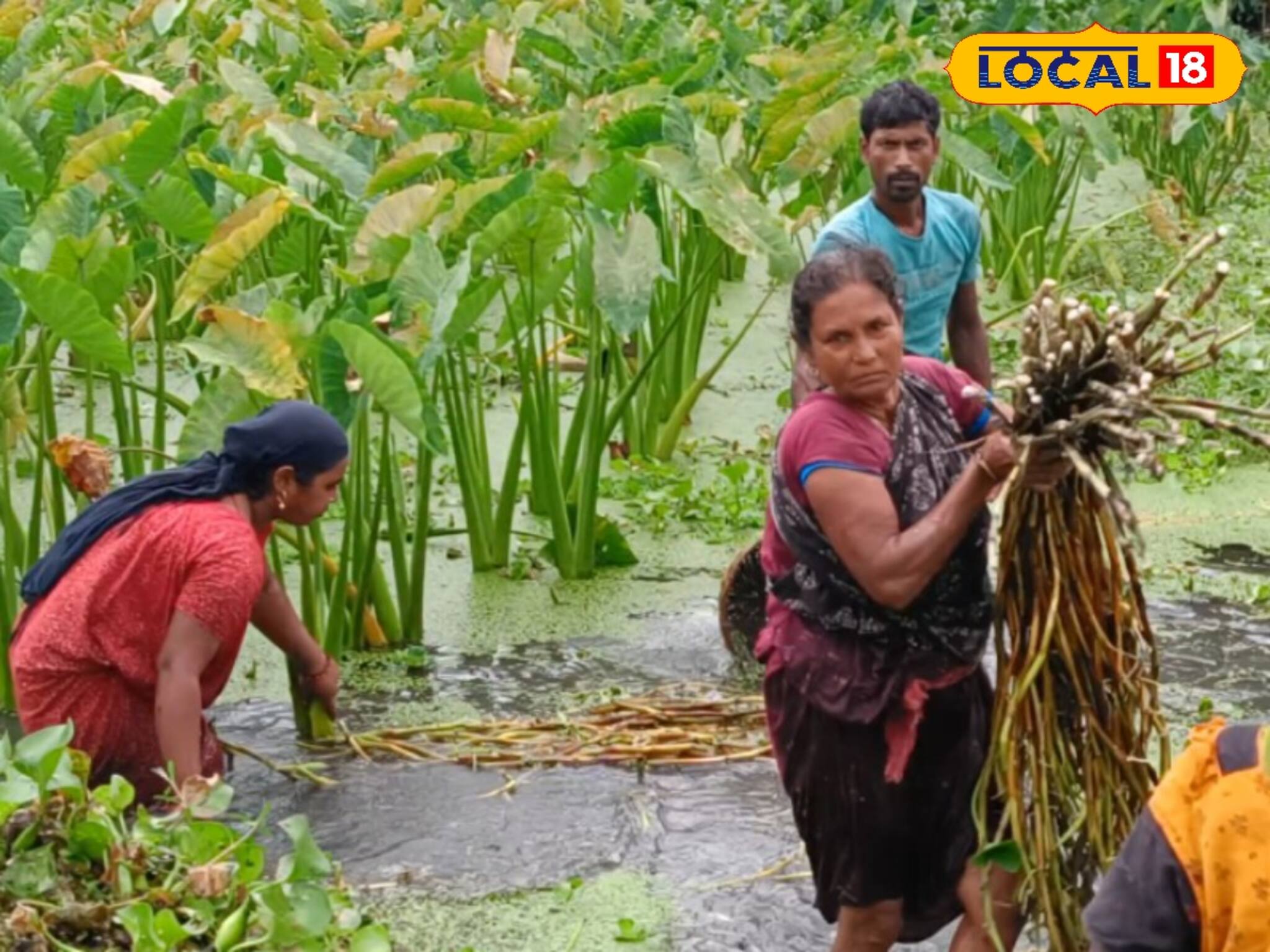 সপ্তাহে কয়েকদিনের পরিশ্রম, তাতেই বদলে যাচ্ছে কৃষকদের ভাগ্য
