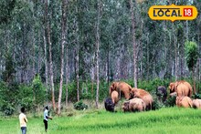 হাতি দেখতে হাজার হাজার মানুষের ভিড়, সর্বনাশ হল ওঁদের