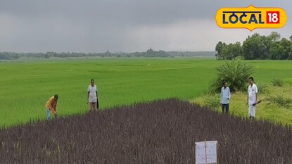 কালো ধানের চাষ। কালো ধানের চাষ।