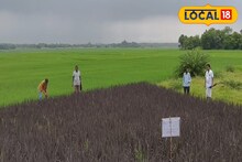 ছোট্ট এক্সপেরিমেন্টে তোলপাড় বীরভূম! ধানক্ষেতে সবুজ নয়, দেখা মিলছে কালো শস্যের