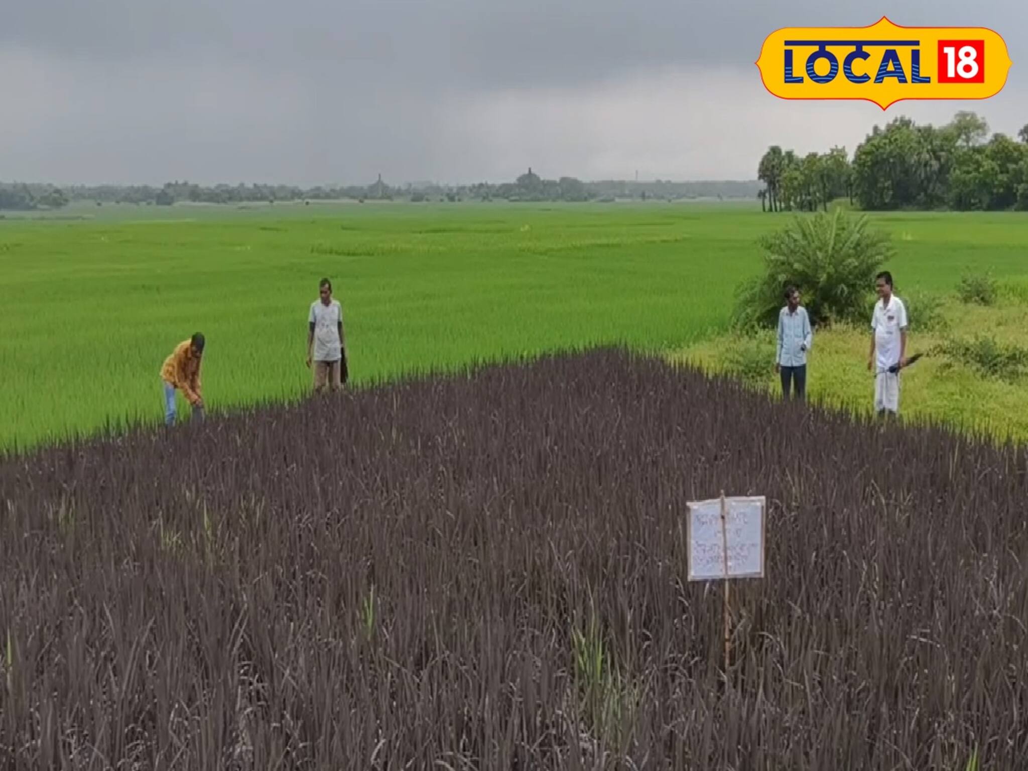 কৃষকের ছোট্ট এক্সপেরিমেন্টে এখন তোলপাড় বীরভূম! এই মাঠ চর্চার কেন্দ্রে, গ্রামে ঢুকেই থমকে দাঁড়াচ্ছেন সবাই