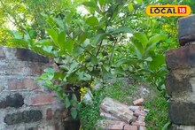 পেয়ারা তুলে গিয়ে এমন হবে কে জানত? নিথর হয়ে গেল কিশোর