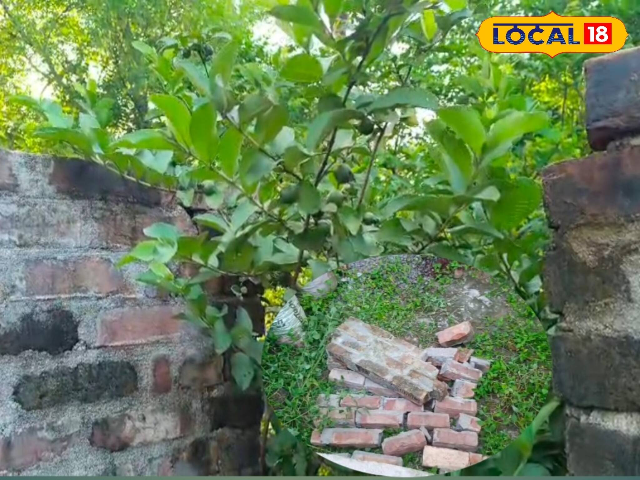 পেয়ারা তুলে গিয়ে এমন হবে কে জানত? নিথর হয়ে গেল কিশোর