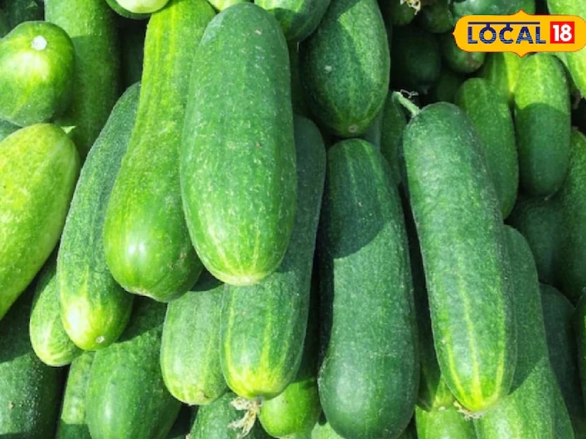 cucumber, health tips,  5 reasons why you should rub ends of cucumber before eating know its benefits, benefits of rubbing ends of cucumbers, why you should rub ends of cucumber before eating, শসার উপকারিতা, শসার তেতো ভাব কী করে কমে, শসা, শসার উপকারিতা, শসা তেতো হওয়ার কারণ, শসা তেতো হলে কী করবেন, শসার ঘরোয়া টোটকা, শসা সুস্বাদু করার উপায়, শসার স্বাস্থ্যগুণ, শসা তেতো দূর করার উপায়, শসার সালাদ, শসার রায়তা, শসার খোসা, শসার বীজ, শসা খাওয়ার নিয়ম, শসা রান্না করার উপায়
