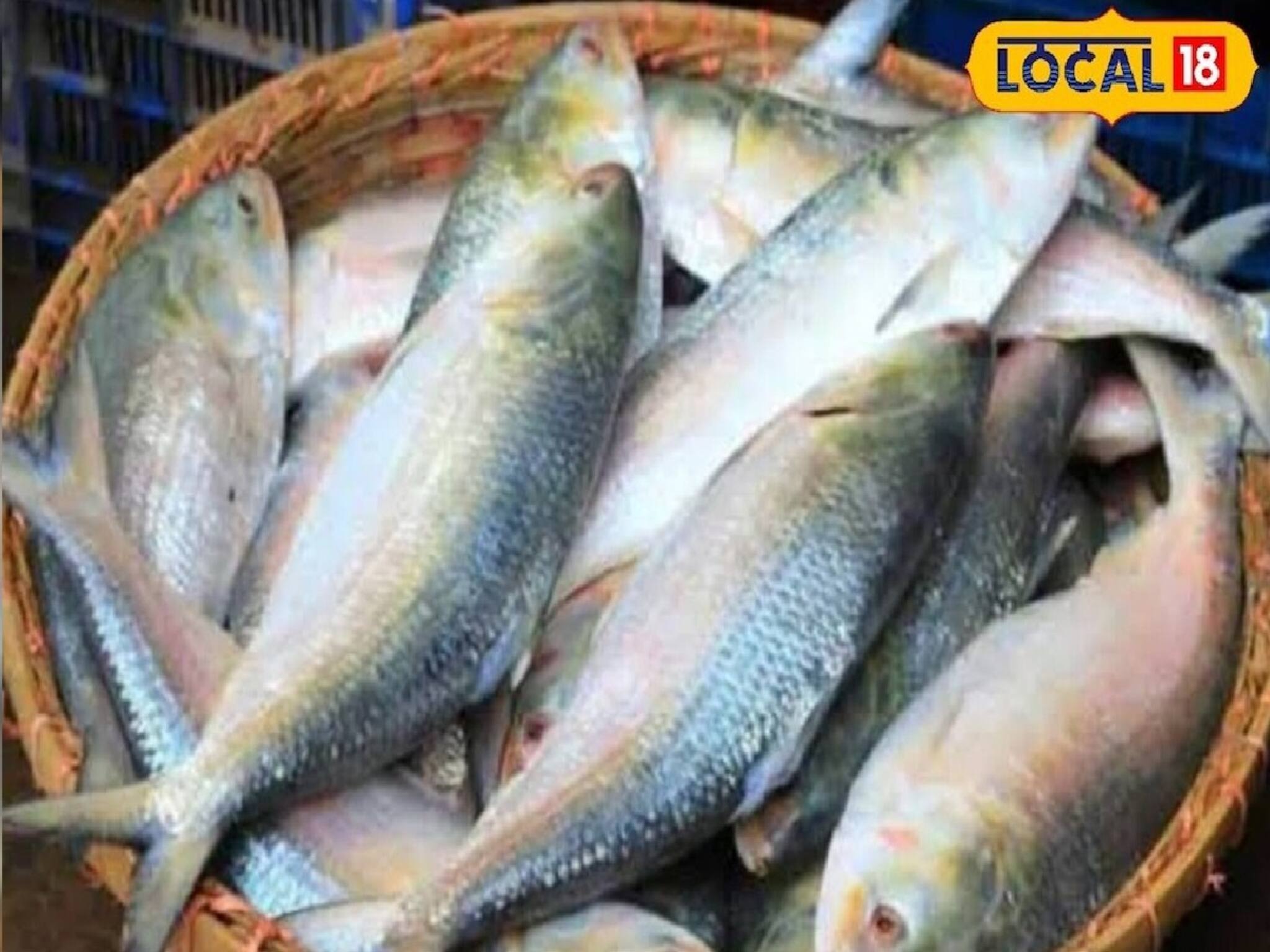 নিষেধাজ্ঞা উড়িয়ে খোকা ইলিশের কারবার! পরিমাণ জানলে মাথা ঘুরবে