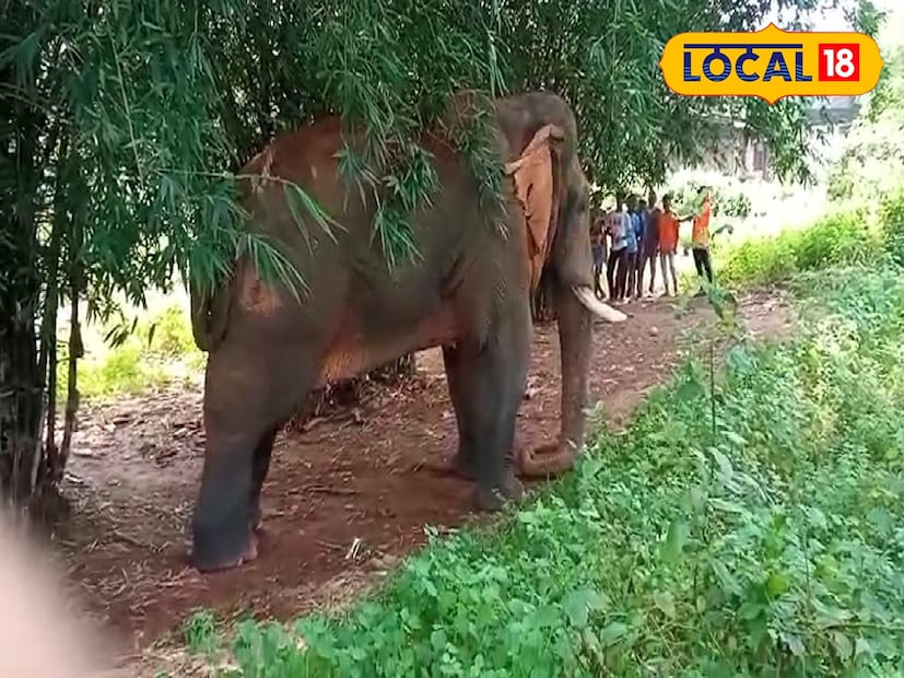 হাতির হানার ভয় সব সবময় পিছন তাড়া করে ঝাড়গ্রামের বাসিন্দাদের। এই হানা দিল বুঝি। যদিও বন দফতর হাতির হানা থেকে বাসিন্দাদের রক্ষা করতে বিভিন্ন সময় বিভিন্ন পদক্ষেপ নিয়ে থাকে। তবে এবার যে ঘটনা ঘটল ঝাড়গ্রামে, রীতিমতো আতঙ্কিত বাসিন্দারা। (ছবি ও তথ্য: রাজু সিং)