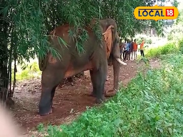 ঝাড়গ্রামে এ কী ছবি! পঙ্গপালের মতো ঢুকে পড়ল দাঁতাল হাতির দল, সংখ্যাটা আতঙ্ক ধরানো ঝাড়গ্রামে এ কী ছবি! পঙ্গপালের মতো ঢুকে পড়ল দাঁতাল হাতির দল, সংখ্যাটা আতঙ্ক ধরানো