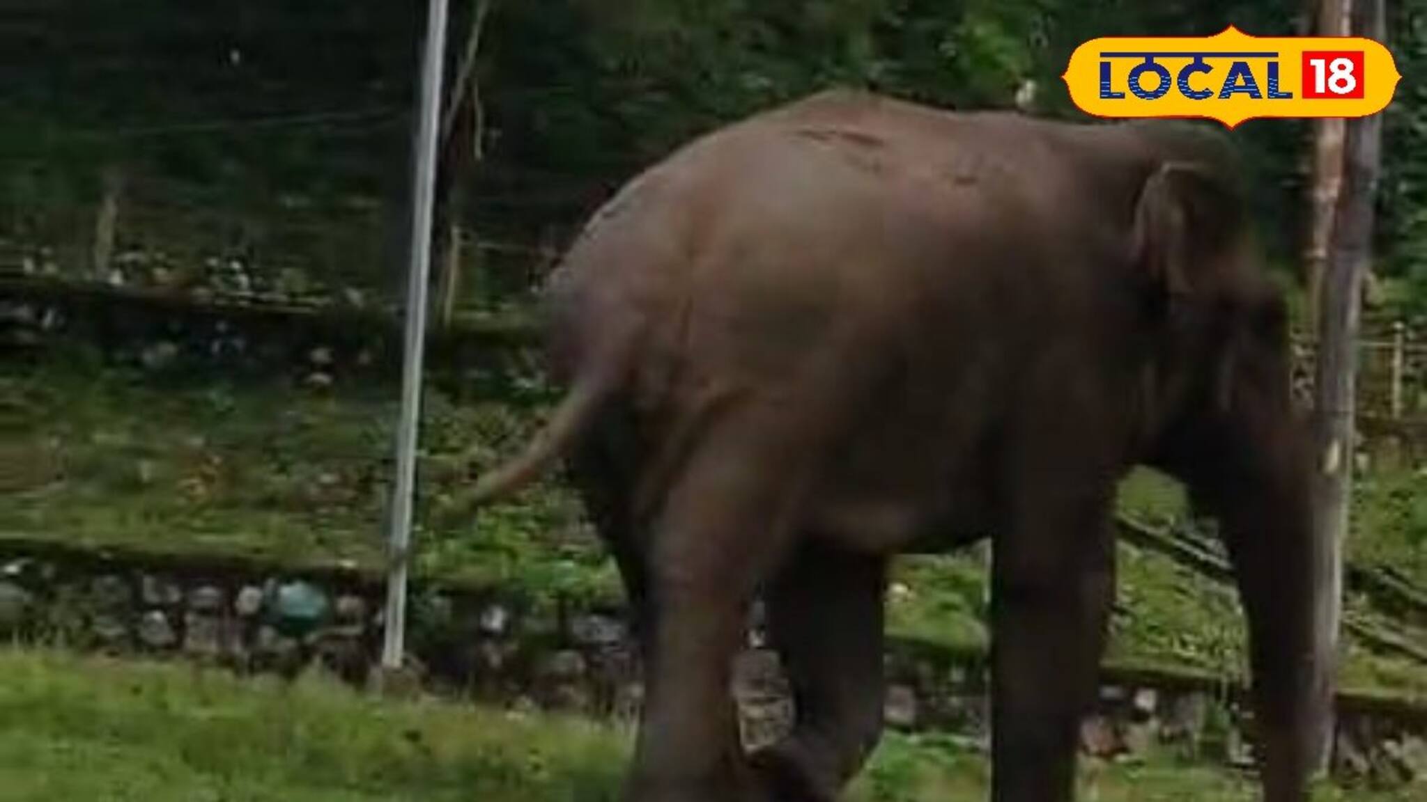বলিহারি বুদ্ধি! জঙ্গলে খাবার নেই, অভিযোগ জানাতে হাতি হাজির 'আসল' জায়গায়! অবাক সকলে