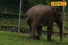 বলিহারি বুদ্ধি! জঙ্গলে খাবার নেই, অভিযোগ জানাতে হাতি হাজির 'আসল' জায়গায়! অবাক সকলে