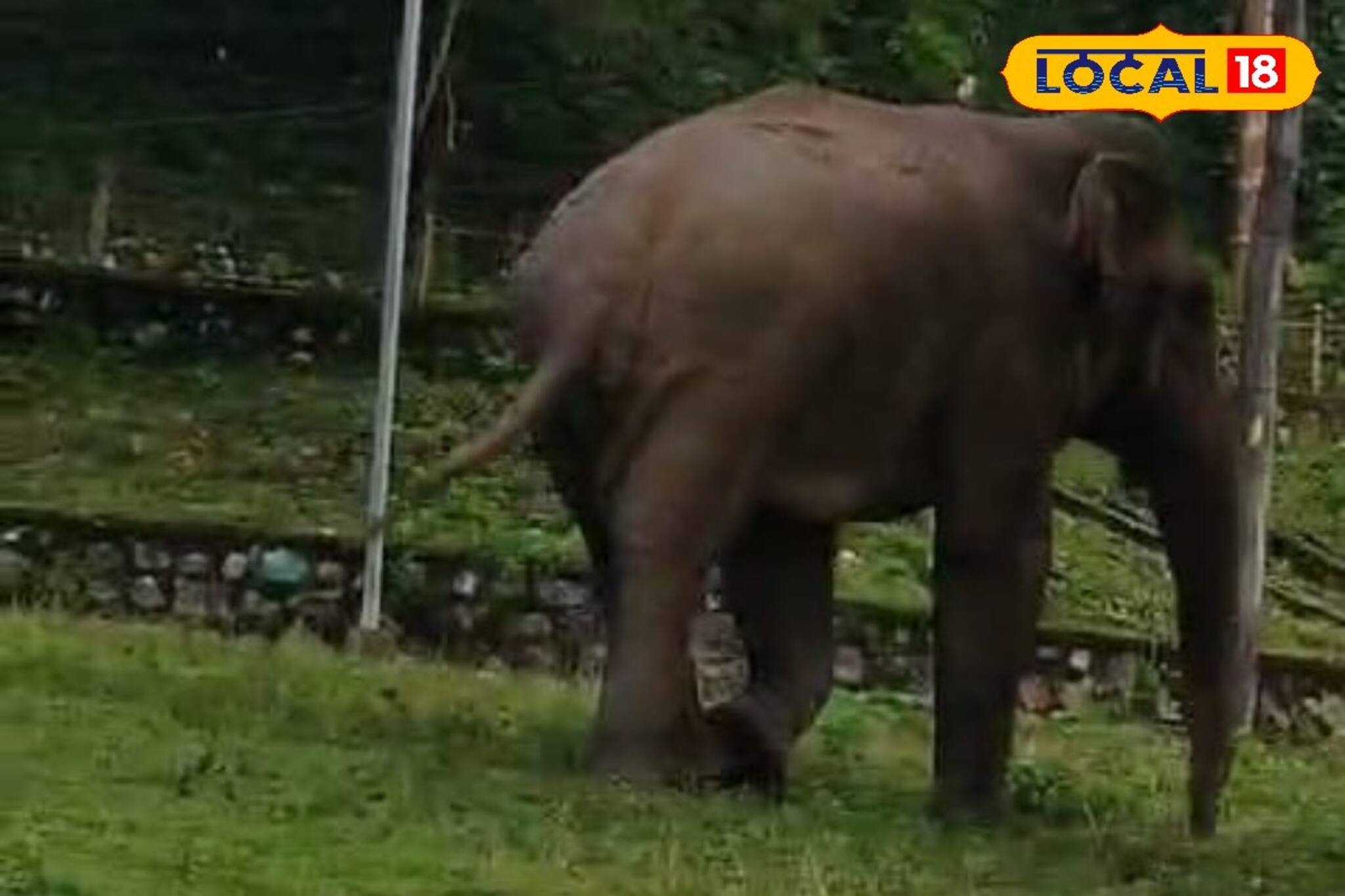 বলিহারি বুদ্ধি! জঙ্গলে খাবার নেই, অভিযোগ জানাতে হাতি হাজির 'আসল' জায়গায়! অবাক সকলে