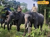 বিশ্বকর্মা পুজোয় অন্য উৎসব! কুনকি হাতিদের ঘিরে আনন্দে ভাসল জলদাপাড়া