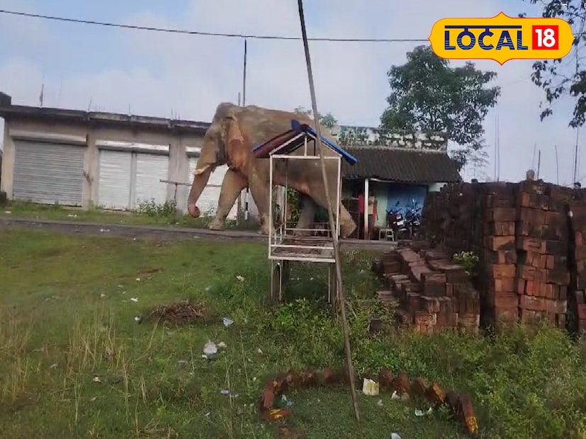 এছাড়াও খাবারের সন্ধানে দাঁতাল হাতি গ্রামের আশেপাশে দাপিয়ে বেড়ানোয় আতঙ্ক গোটা এলাকায়। ঘটনাস্থলে বন দফতরের কর্মীরা হাতিগুলিকে জঙ্গলে ফেরাতে চেষ্টা চালান।