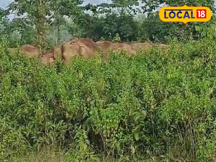ভরা বর্ষায় জঙ্গলে খাবারের আকাল। মাঠেও সে রকম কিছু নেই। জমিতে রয়েছে বিঘার পর বিঘা ধান চাষ। তাই খাবারের সন্ধানে লোকালয়ে ঢুকে পড়ল হাতির দল। একটা-দুটো নয়, এতগুলো হাতিকে ধান চাষের জমিতে দেখে আতঙ্ক ছড়ায় গ্রামবাসীদের মধ্যে। ঝাড়গ্ৰামের জাতীয় সড়কের গুপ্তমনি এলাকা সহ বেশ কয়েকটি এলাকায় দাপিয়ে বেড়াল ৩০-৩৫ টির একটি দাঁতাল হাতির দল। ছোট বড় মিলিয়ে মোট ৩৫ হাতি ওই দলে।