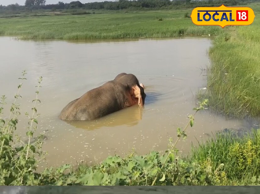 খাবারের সন্ধানে হাতিদের এই যাযাবর প্রবৃত্তি বহুদিনের। জঙ্গল ছেড়ে হাতির দল লোকালের চাষের জমিতে ঢুকে পড়ে। ভয়ে এদিক ওদিক ছুটে বেড়ান গ্রামবাসীরা। অপর দিক দলছুট একটি দাঁতালকে গ্রামবাসীরা জঙ্গলে ফেরানোর চেষ্টা করেন। বেশ কিছুক্ষণ ধান চাষের জমিতে ঘোরাফেরা করার পর রাস্তায় রুটমার্চ করে হাতিটি।
