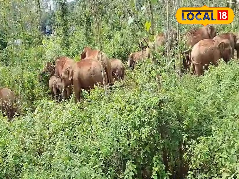 এর আগে একইভাবে বৃহস্পতিবার ঝাড়গ্রামে জাতীয় সড়কের গুপ্তমনি এলাকা সহ বেশ কয়েকটি এলাকায় ৩০ থেকে ৩৫টি হাতির দল এলাকা দাপিয়ে বেড়ায়। মূলত বর্ষায় জঙ্গলে খাবারের অভাব হাতিদের এইভাবে জঙ্গল ছেড়ে লোকালয়ে প্রবেশের মূল কারণ বলেই মনে করছেন বিশেষজ্ঞরা।