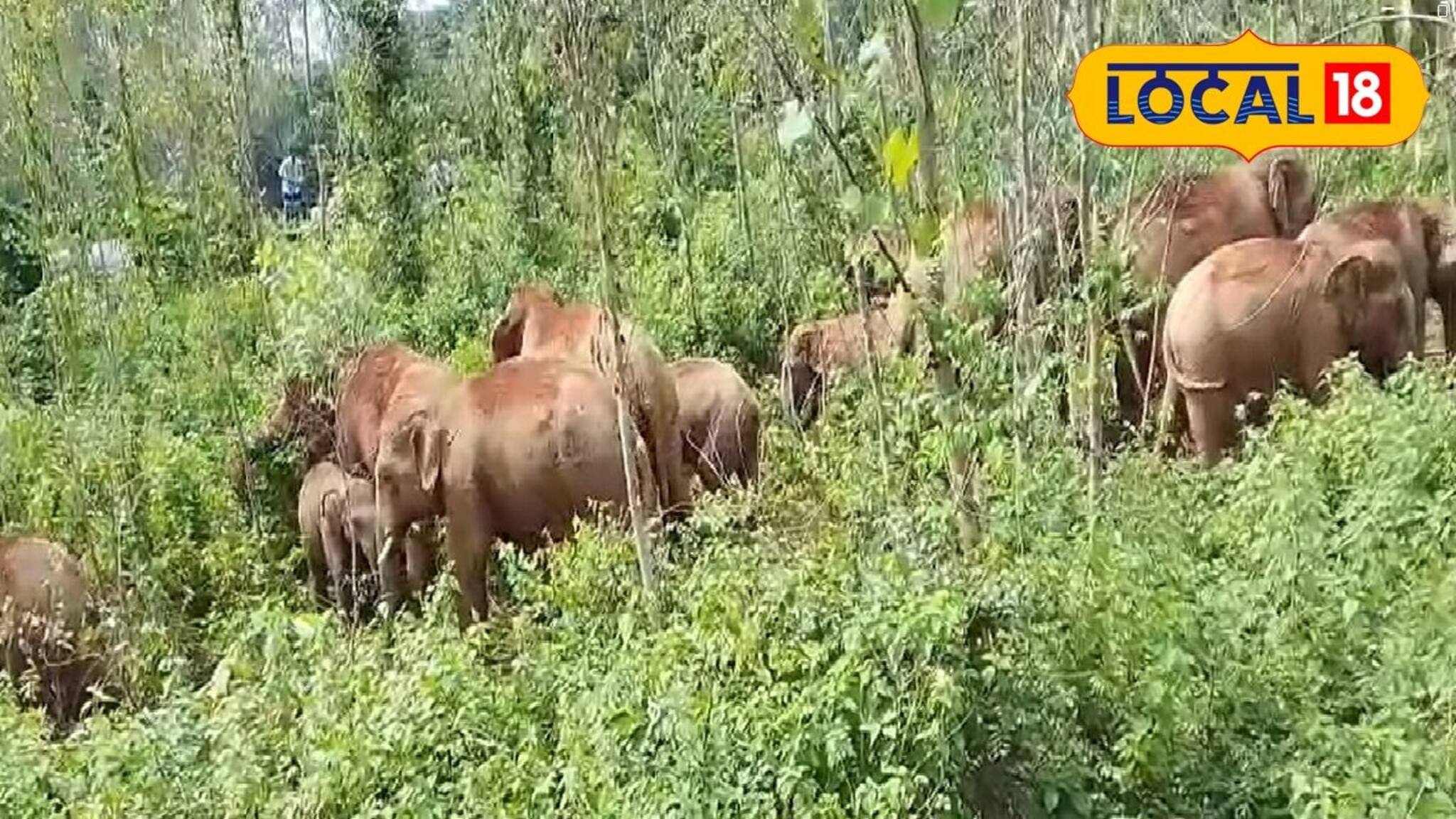 Elephant Herd: ঝাড়গ্রামে এ কী ছবি! পঙ্গপালের মতো ঢুকে পড়ল দাঁতাল হাতির দল, সংখ্যাটা আতঙ্ক ধরানো