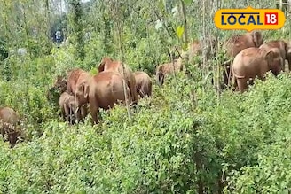 ঝাড়গ্রামে এ কী ছবি! হানা দিয়ে বসল ৩০-৩৫ দাঁতাল হাতির দল, কেন জঙ্গল ছেড়ে লোকালয়ে?