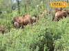 ঝাড়গ্রামে এ কী ছবি! পঙ্গপালের মতো ঢুকে পড়ল দাঁতাল হাতির দল, সংখ্যাটা আতঙ্ক ধরানো