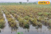 ফুলে ফুলে ভরে থাকত মাঠ, এখন দেখলে কান্না পাবে! চাষিদের পরিস্থিতি ভয়ঙ্কর