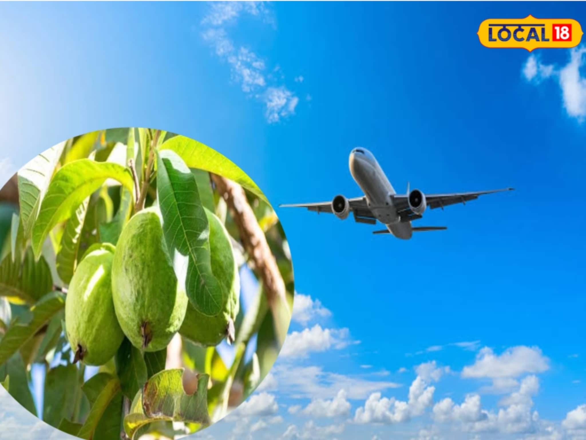 'বারুইপুরের পেয়ারা, খেলেই হবে চেহারা'! বিখ্যাত পেয়ারা এবার পাড়ি দিল বিদেশে, জানুন কোন দেশে