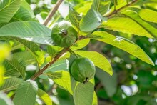 সস্তার ফলেই পেটের রোগের দাওয়াই! কিউই বা অ্যাভোকাডো নয়—আসল ‘গাট হিলিং সুপারফুড’ হল পেয়ার