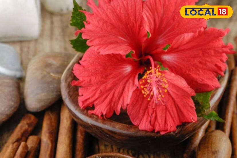 ৫. জবার মিউকিলেজ ফাইবার প্রতিটি চুলে স্থিতিস্থাপকতা তৈরি করে। ডগা চেরা বা চুল ভেঙে যাওয়া প্রতিরোধ করে।