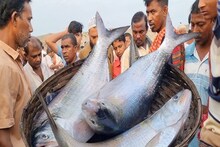 ১০ টাকা কেজি ইলিশ মাছ! কোথায় জানেন? তবে, নিতে গিয়ে যা হল আমজনতার, শুনে আঁতকে উঠবেন