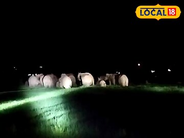 ৩০ হাতি একসঙ্গে ঢুকে পড়ল লোকালয়ে! 'ছেড়ে দে মা কেঁদে বাঁচি' অবস্থা বাসিন্দাদের