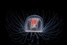 Immortal Animal: পৃথিবীর একমাত্র প্রাণী, যার মৃত্যু নেই! বলুন তো কে? নামটা শুনেই কিন্তু চমকে উঠবেন