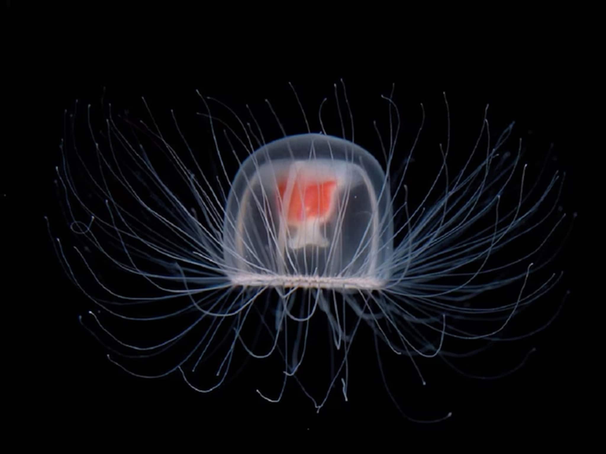 পৃথিবীর একমাত্র প্রাণী, যার মৃত্যু নেই! বলুন তো কে? নামটা শুনেই কিন্তু চমকে উঠবেন