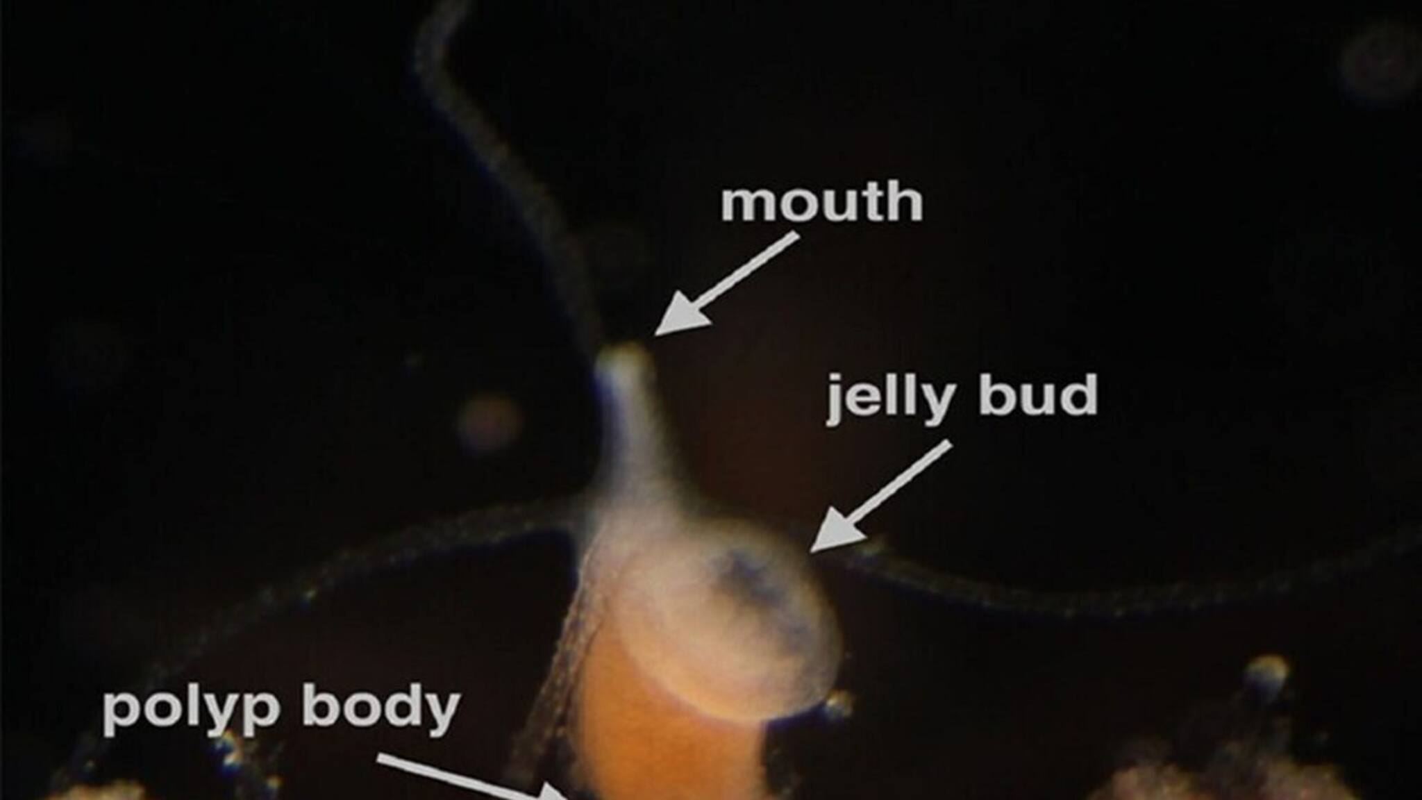 Knowledge: পৃথিবীর একমাত্র প্রাণী, যার 'মৃত্যু' নেই! কারণ জেনে তাজ্জব হয়ে গিয়েছেন বিজ্ঞানীরাও!