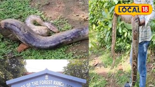 বিশাল আকারের পাইথন উদ্ধার।