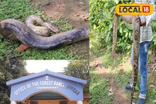 ১৪ কেজির 'দানব' পাইথন, দেখেই চোখ কপালে! কোথায়  পাওয়া গেল এই বিশাল সাপ?