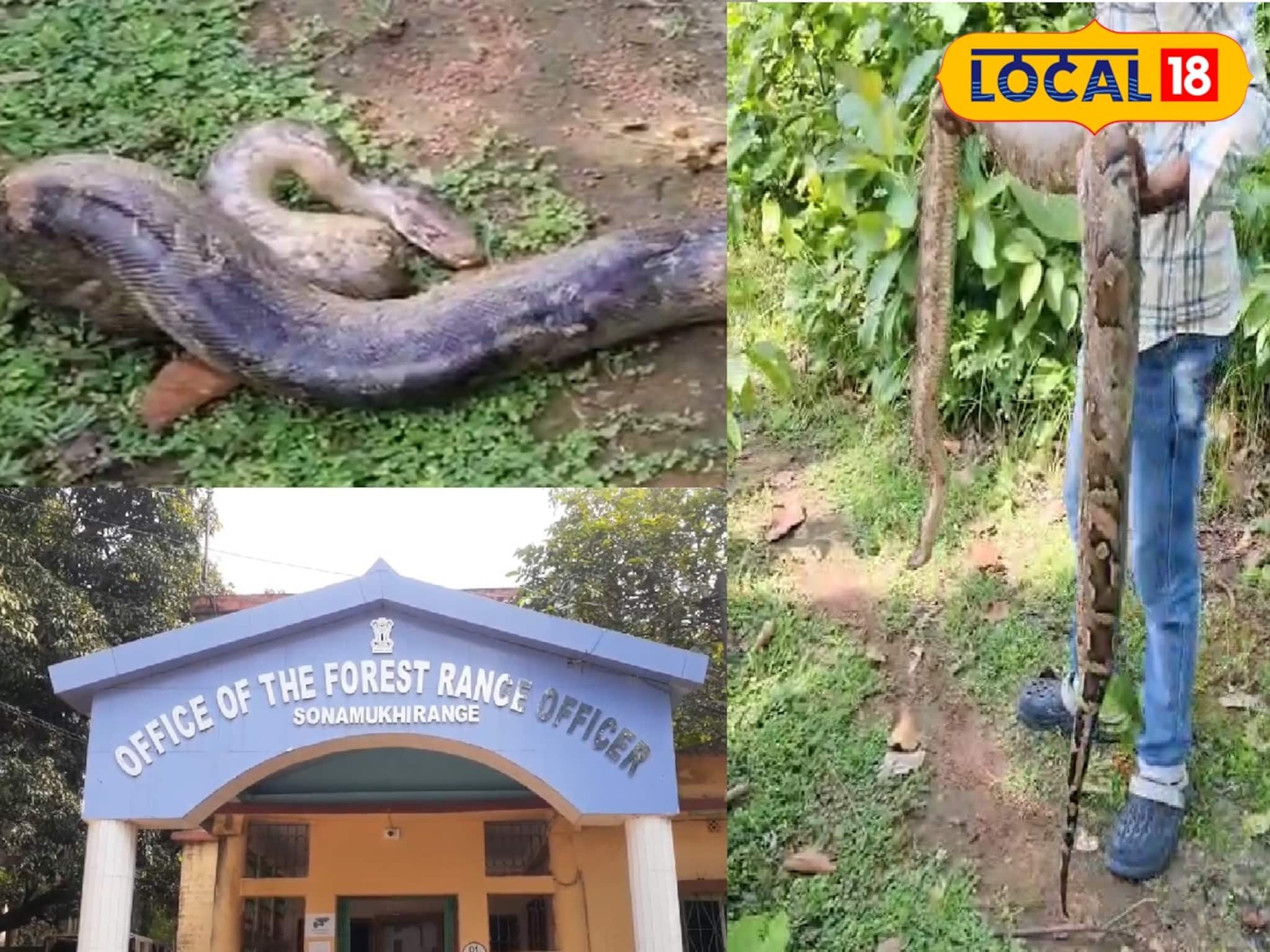 ১৪ কেজির 'দানব' পাইথন, দেখেই চোখ কপালে! কোথায়  পাওয়া গেল এই বিশাল সাপ?